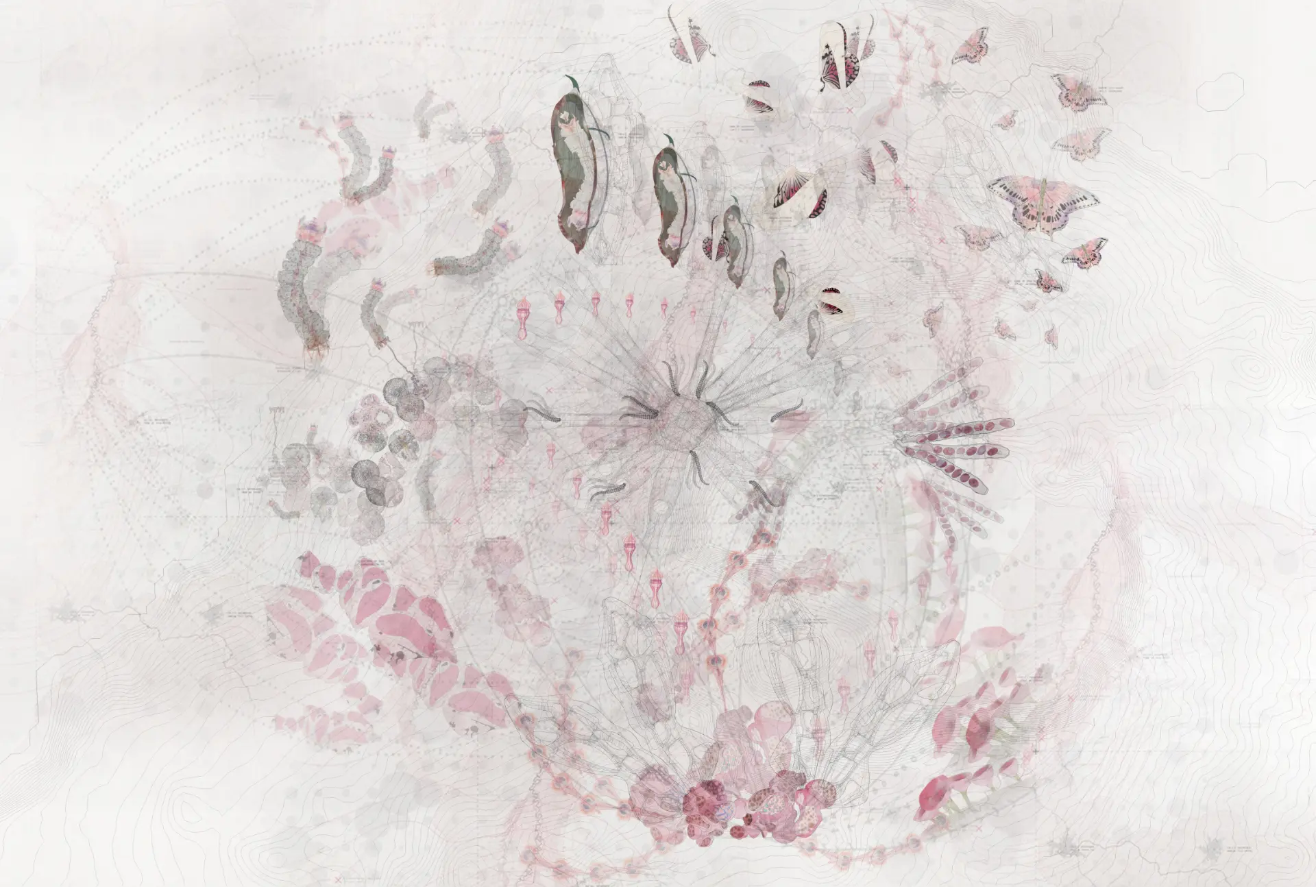 Faded specimen drawing of butterflies, chrysalides and botanical forms over a contour map